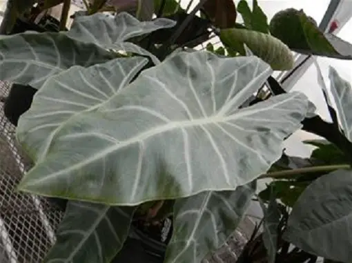 alocasia rostlina