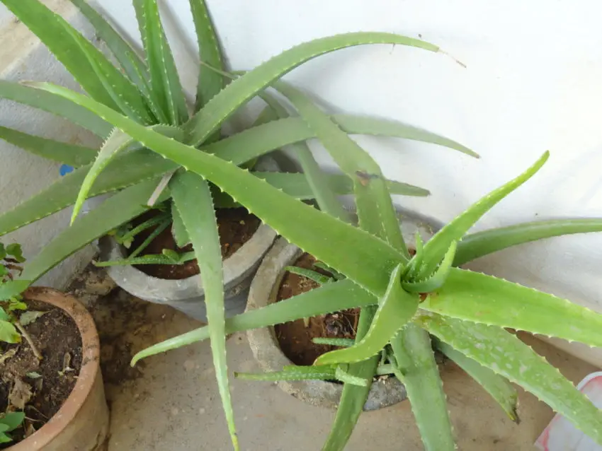 aloe doma 