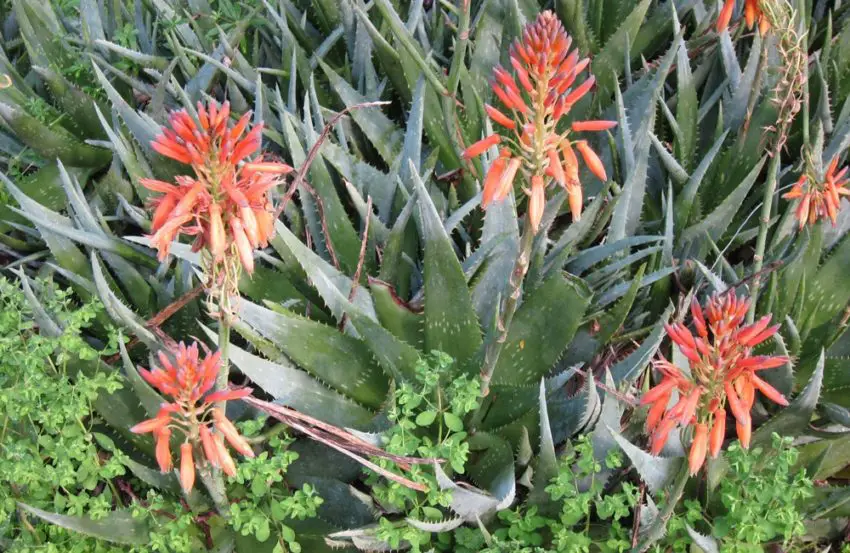 aloe doma 