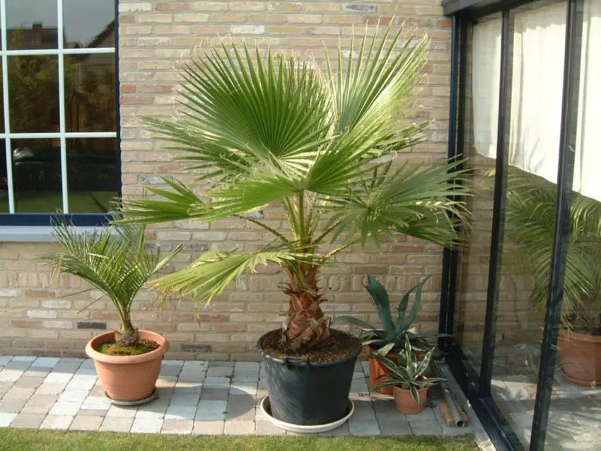 washingtonia ze semen 