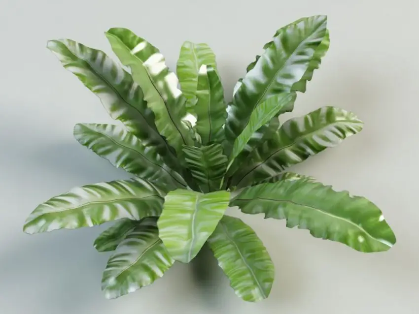 fotografie asplenium