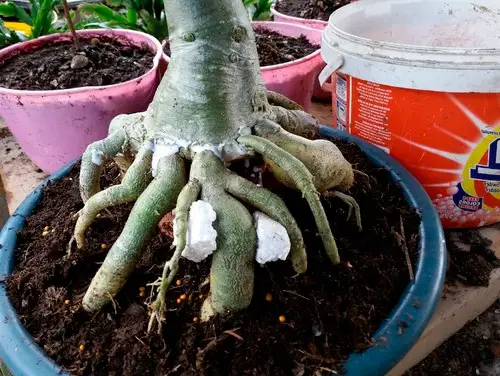 caudex in adenium