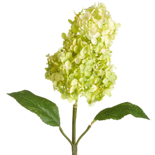 Hydrangea panicula, když kvete