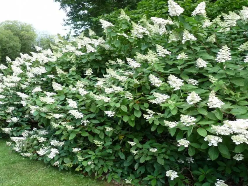 Jak pečovat o Hydrangea melodifolia Tardiva