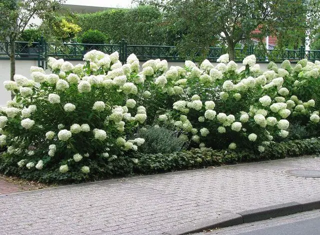 Hydrangea grandiflora: Popis odrůdy, výsadba a péče