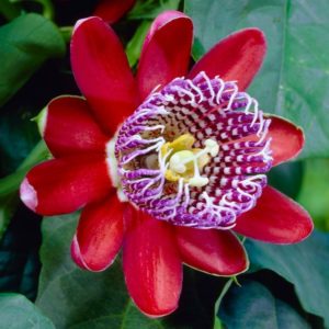 Passiflora: druhy, užitečné vlastnosti, výsadba a péče