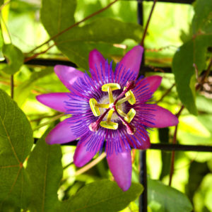 Passiflora: druhy, užitečné vlastnosti, výsadba a péče