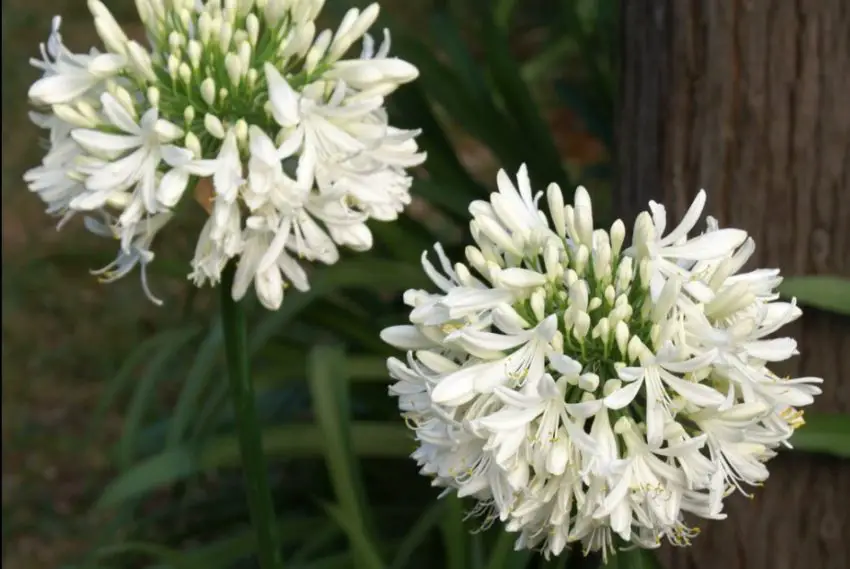 Agapanthus: pravidla pro výsadbu, péči a množení