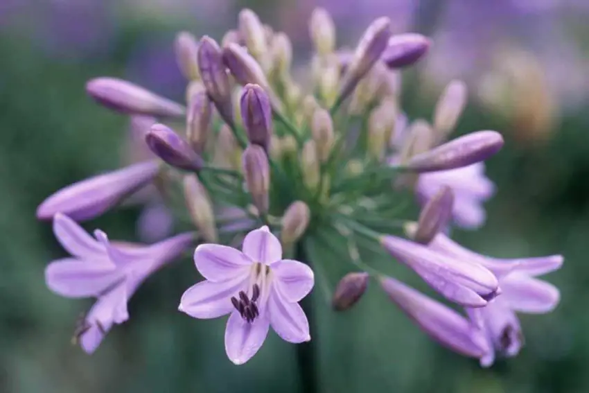 Agapanthus: pravidla pro výsadbu, péči a množení