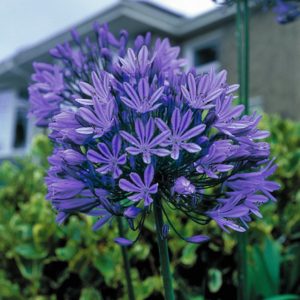 Agapanthus: pravidla pro výsadbu, péči a množení