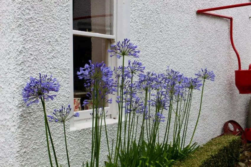 Agapanthus: pravidla pro výsadbu, péči a množení