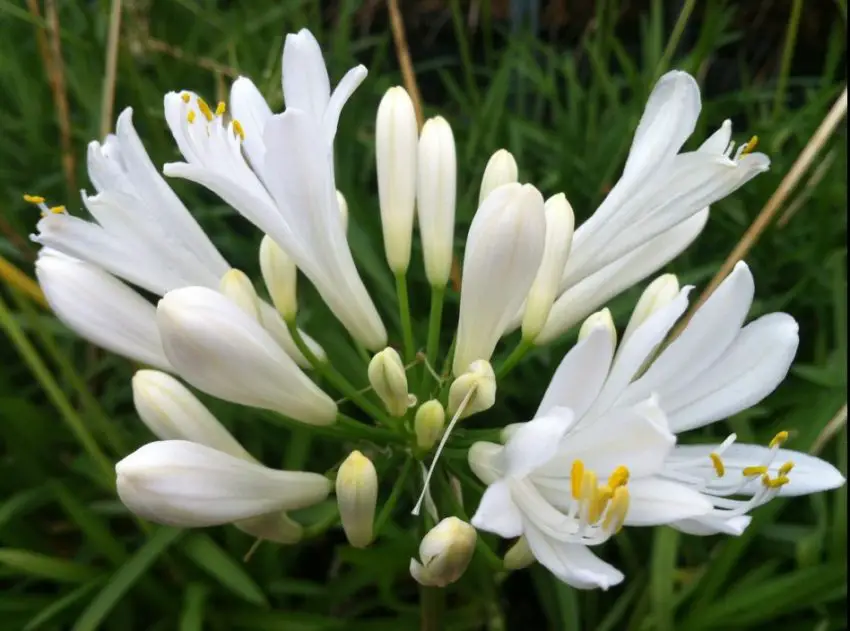 Agapanthus: pravidla pro výsadbu, péči a množení