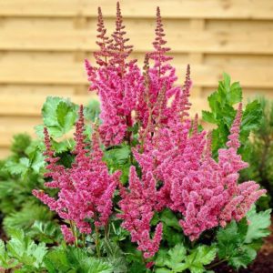 astilbe foto