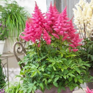 Astilbe: pěstování a péče