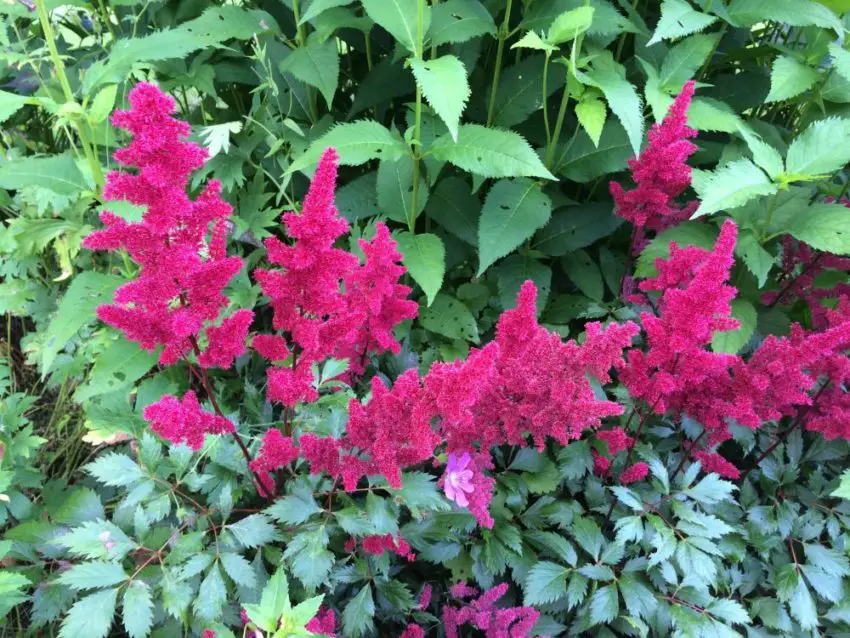 Astilbe: pěstování a péče