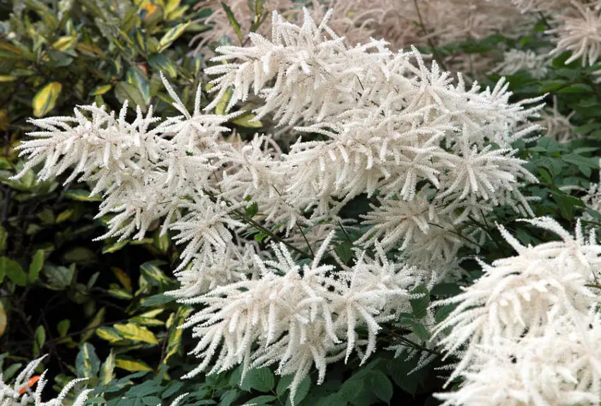 Astilbe: pěstování a péče