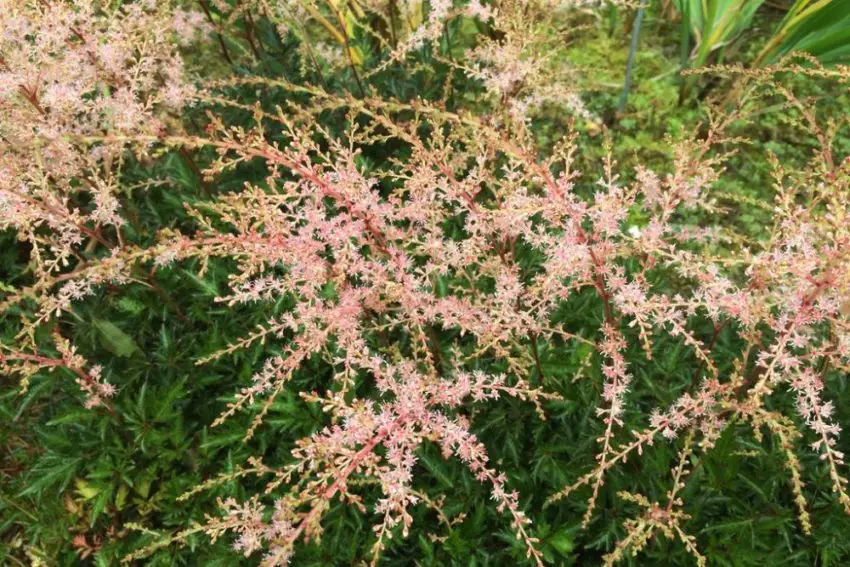 astilbe Sprite