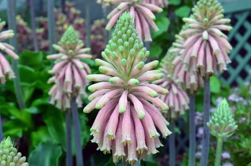 velthemije vzplývavá (bracteous veltheimia)