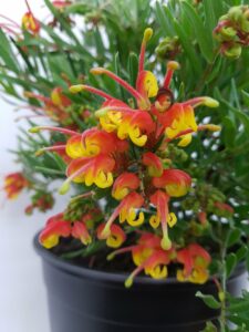 Grevillea: Pravidla pro domácí pěstování