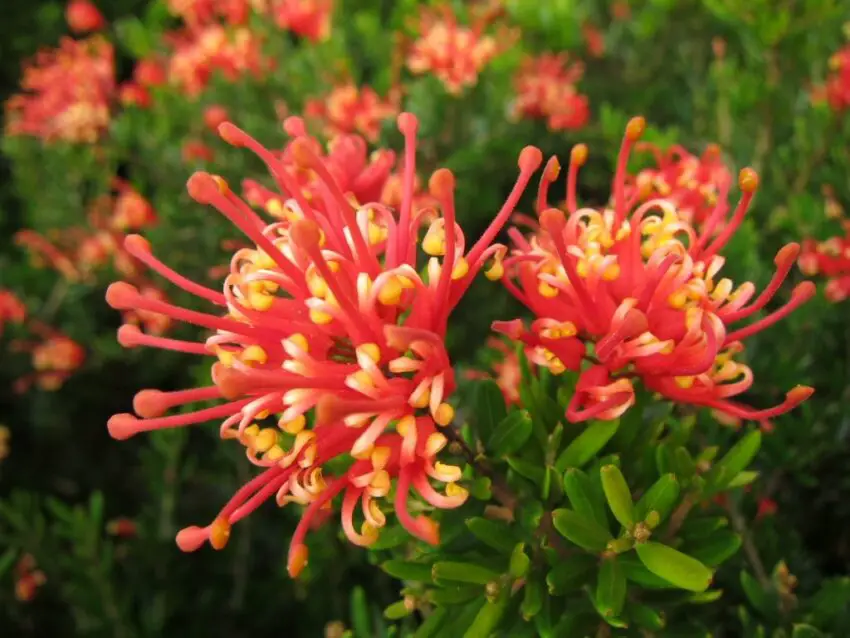 Grevillea foto