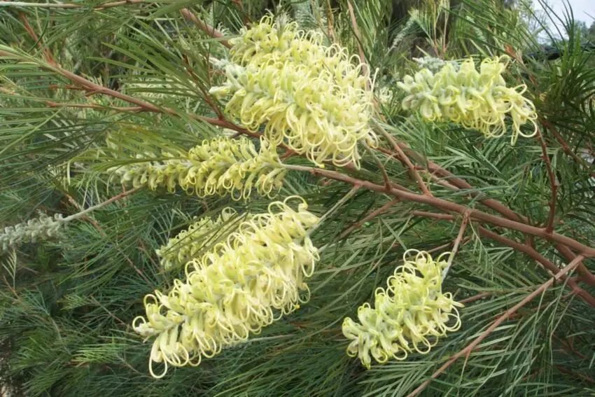 Grevillea: Pravidla pro domácí pěstování