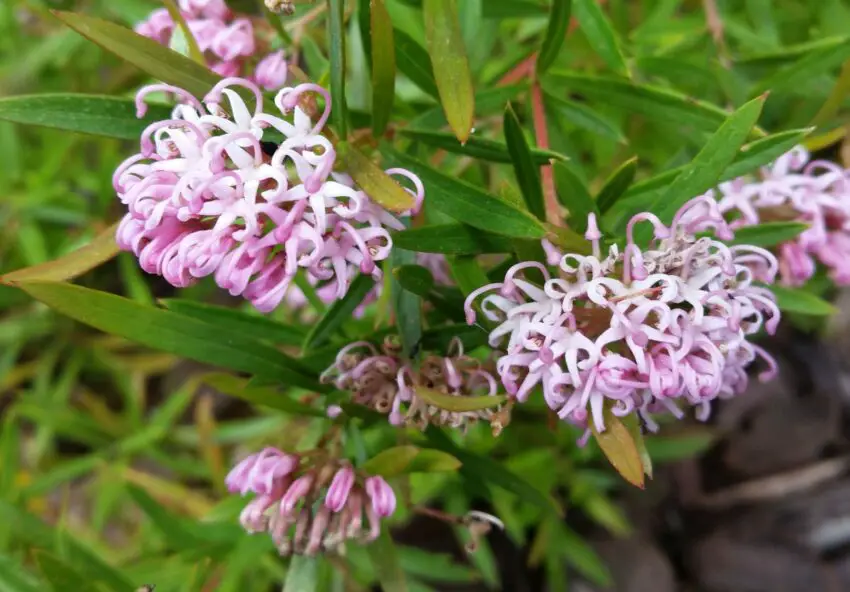 Grevillea: Pravidla pro domácí pěstování