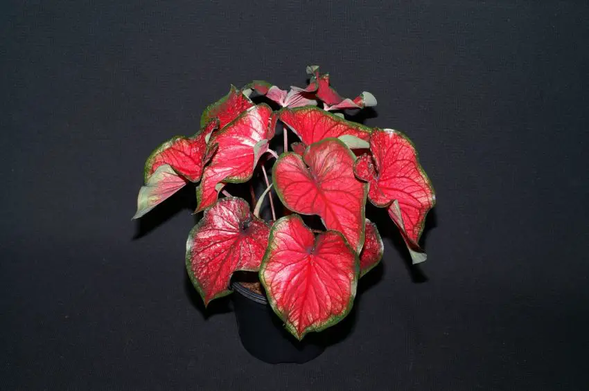 caladium