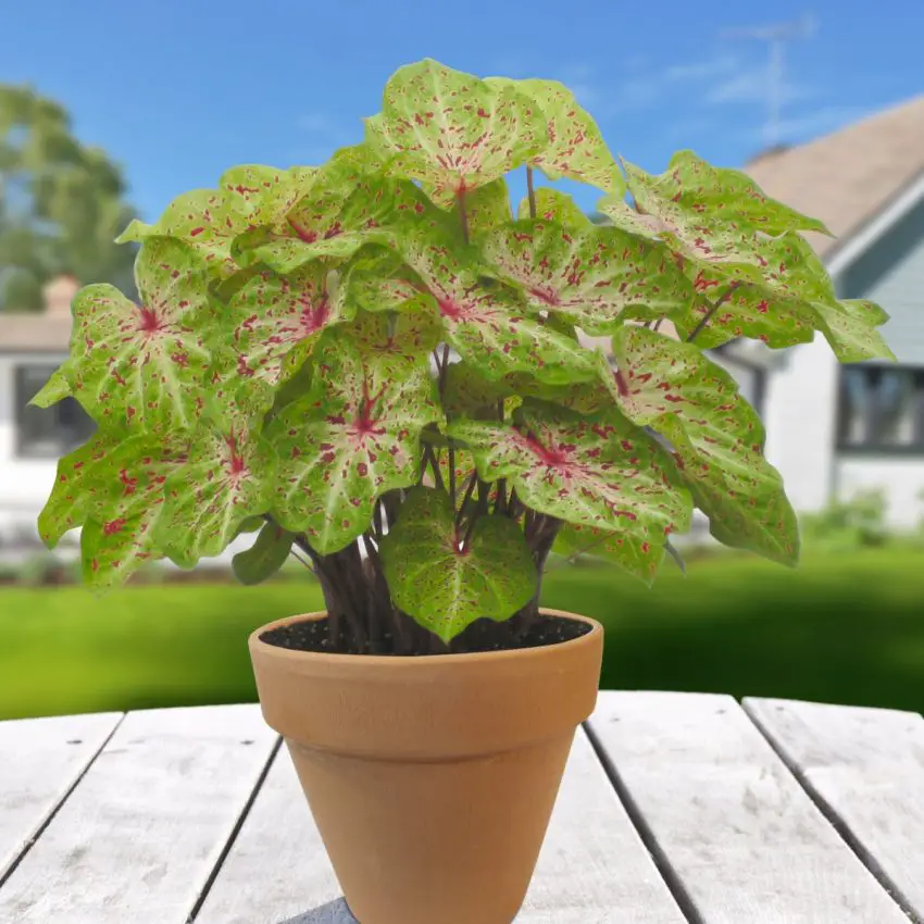 Caladium: Pravidla pro domácí pěstování a péči