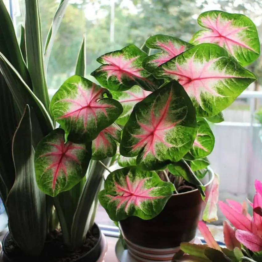 Caladium: Pravidla pro domácí pěstování a péči